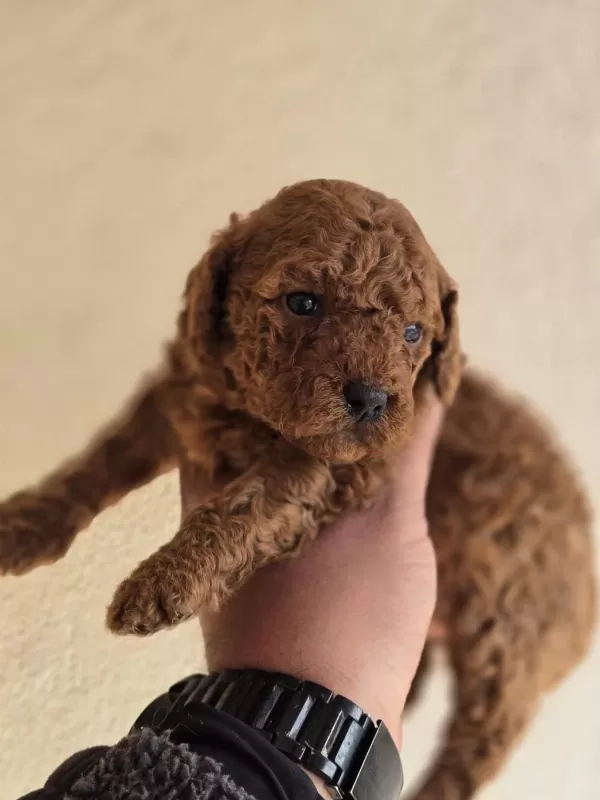 Safkan Toy Poodle Yavruları