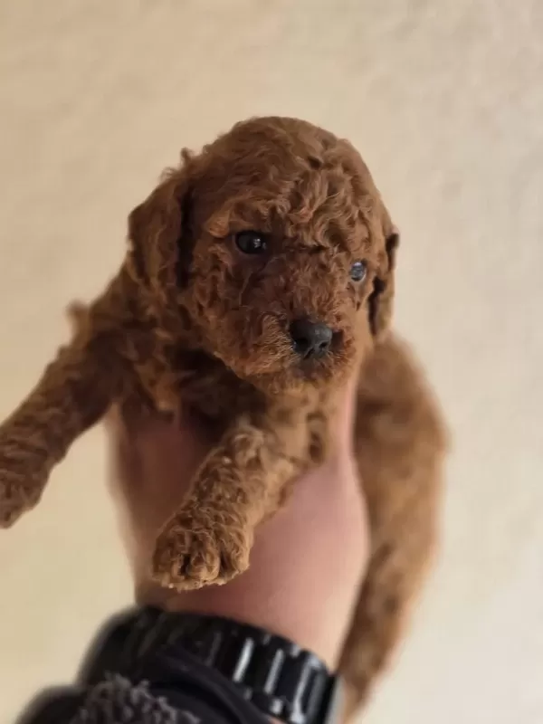 Safkan Toy Poodle Yavruları