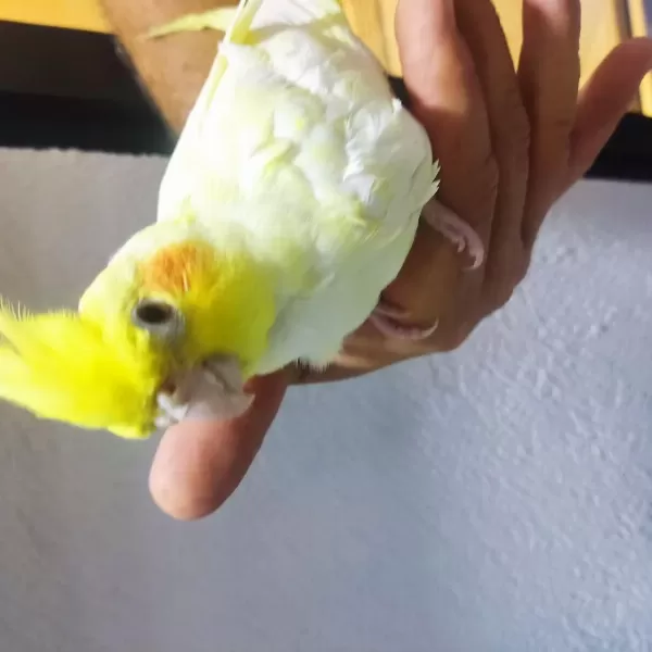 Yavru Sultan Papağanı