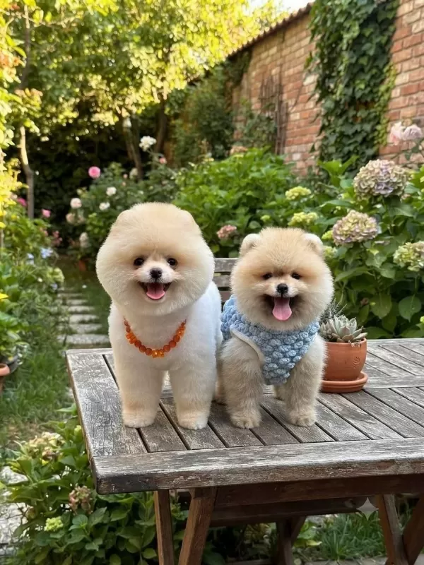 İrk Ve Sağlık Garantili Pomeranian Boo