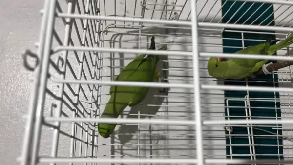 Çift Pakistan Papağanı