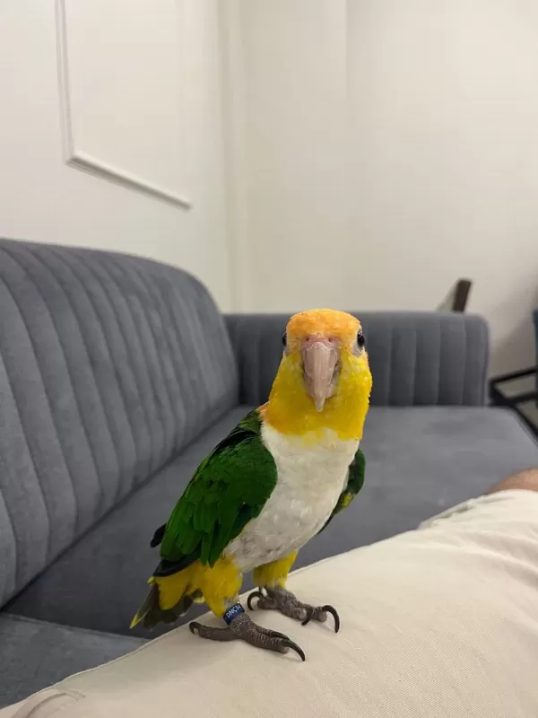 Caique Papağanı El Beslemesi