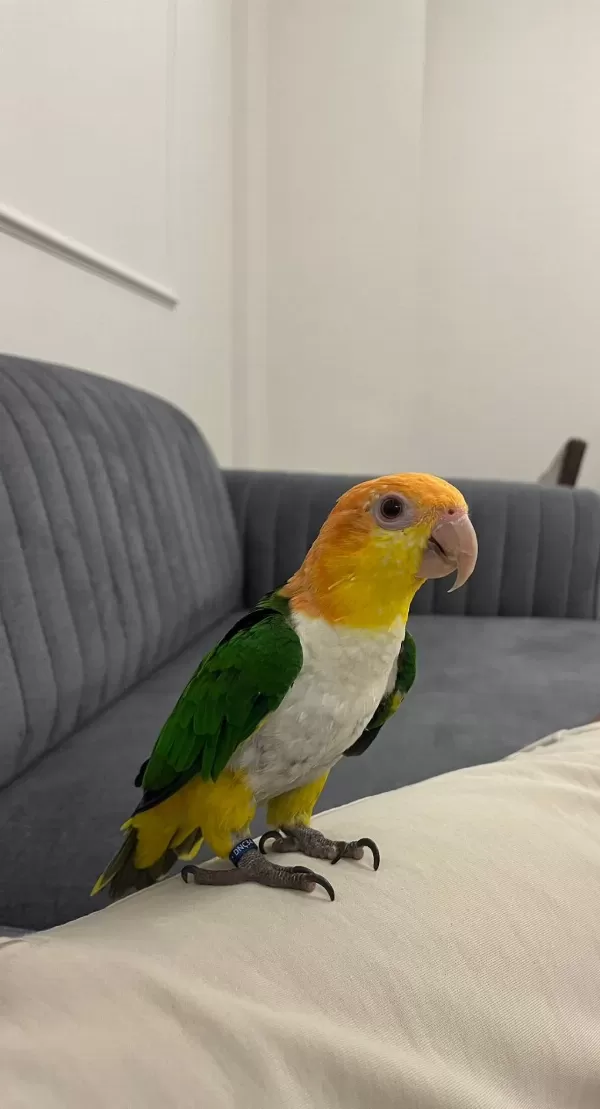 Caique Papağanı El Beslemesi