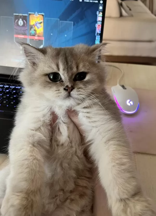 3 Aylık British Longhair Erkek Yavrum