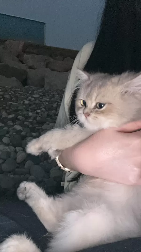 3 Aylık British Longhair Erkek Yavrum