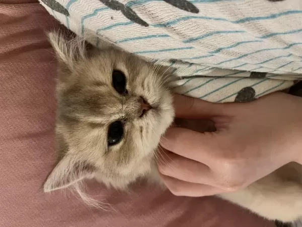 3 Aylık British Longhair Erkek Yavrum