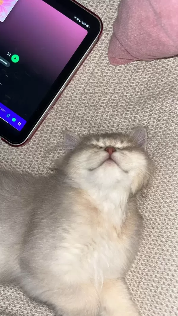 3 Aylık British Longhair Erkek Yavrum