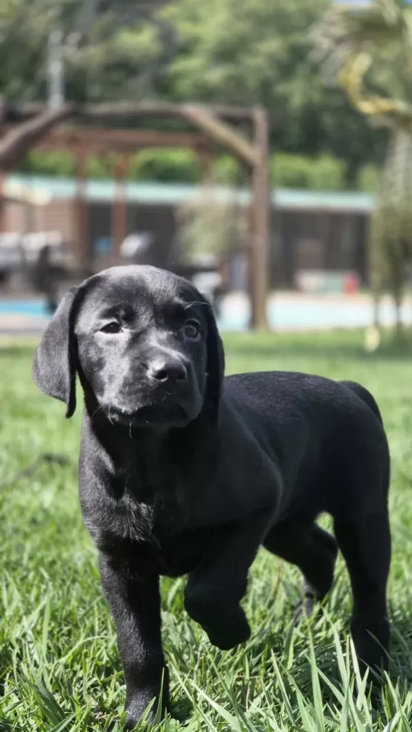 Üst Kalite Labrador Retriever Yavruları