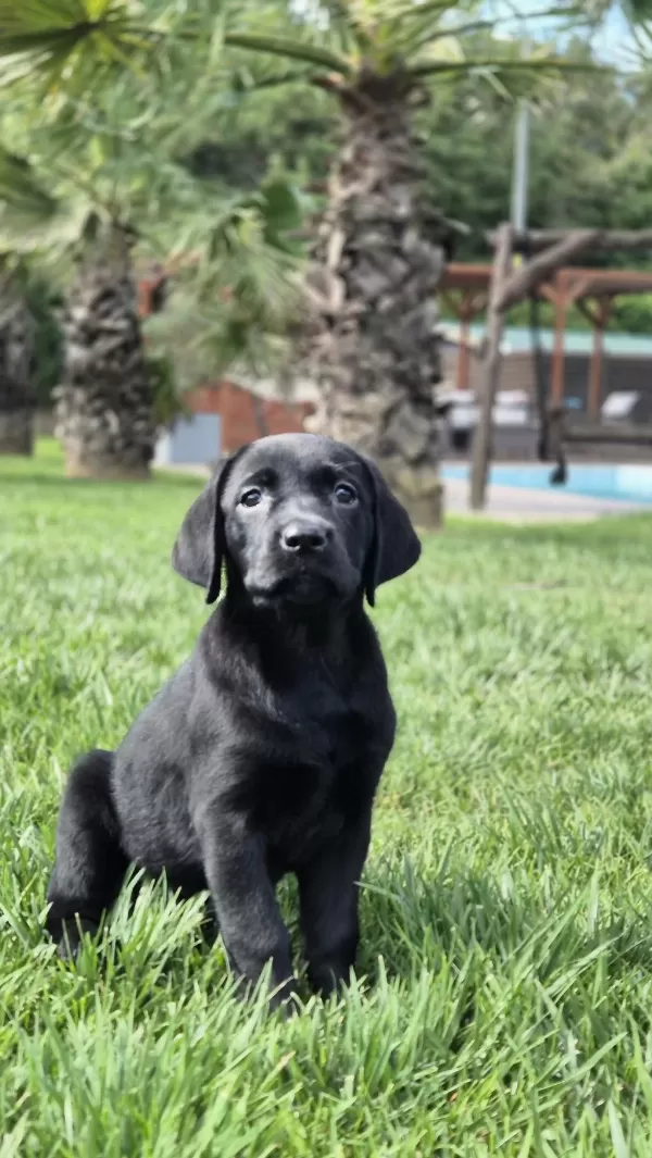 Üst Kalite Labrador Retriever Yavruları