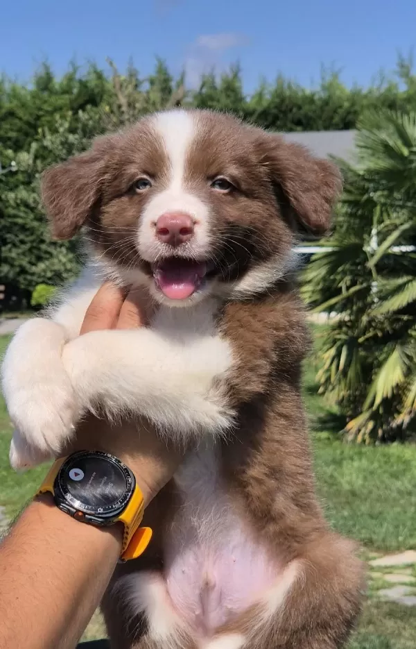 Ruhsatlı Çiftlikten Border Collie Yavruları