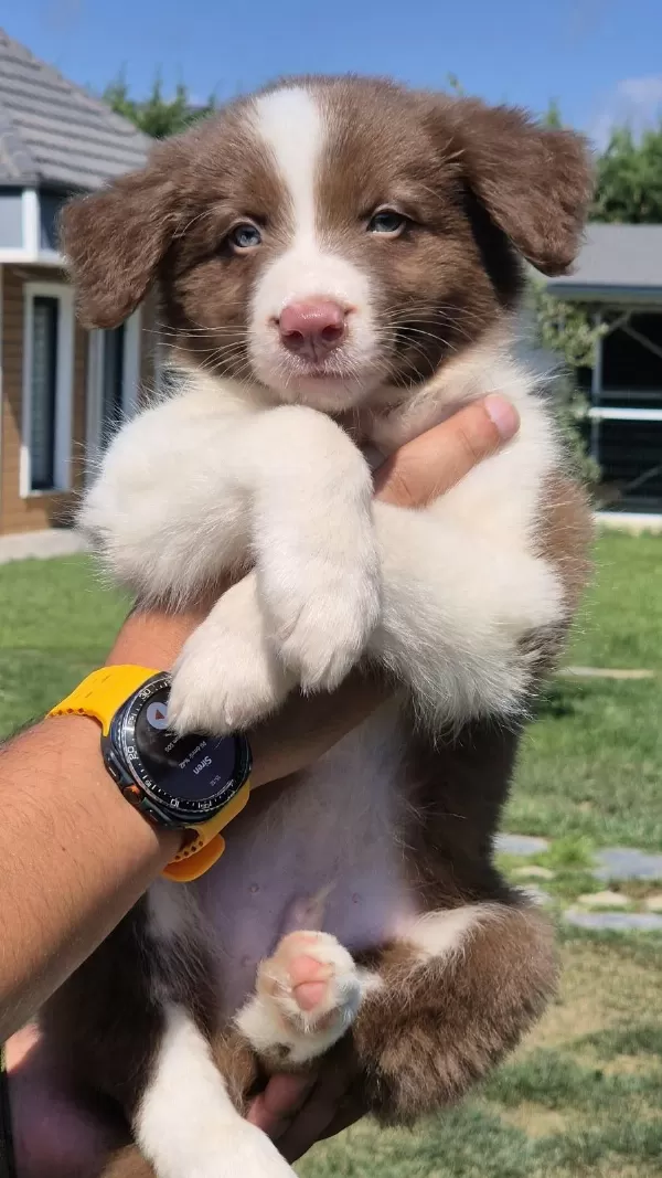 Ruhsatlı Çiftlikten Border Collie Yavruları