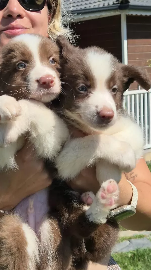 Ruhsatlı Çiftlikten Border Collie Yavruları