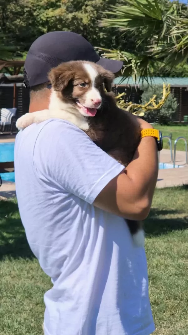 Ruhsatlı Çiftlikten Border Collie Yavruları