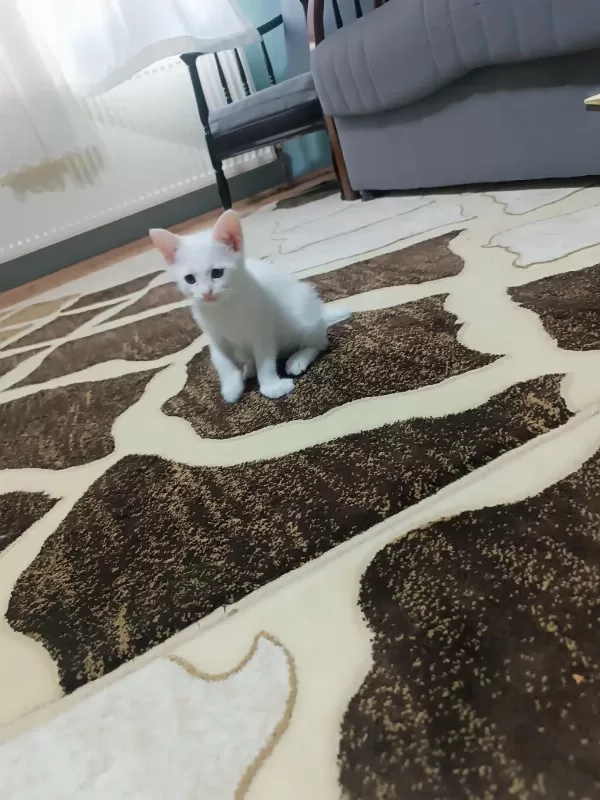 Ücretsiz Sahiplendirme Kediler