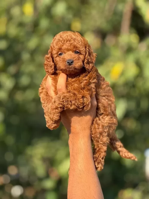 Aşili Çiş Eğitimli Toy Poodle Bebekler