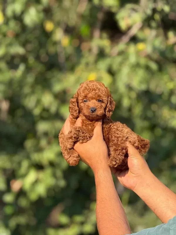 Aşili Çiş Eğitimli Toy Poodle Bebekler
