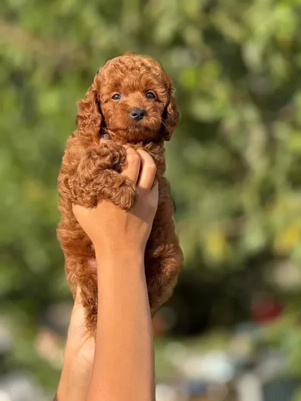 Aşili Çiş Eğitimli Toy Poodle Bebekler