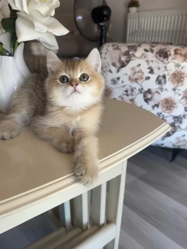 British Shorthair Golden Ny25