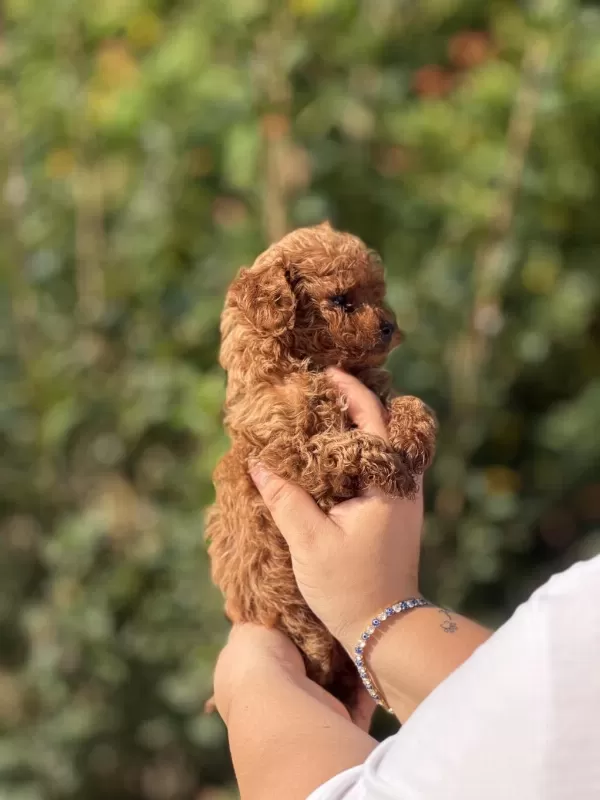 Aşili Çiş Eğitimli Toy Poodle Bebekler