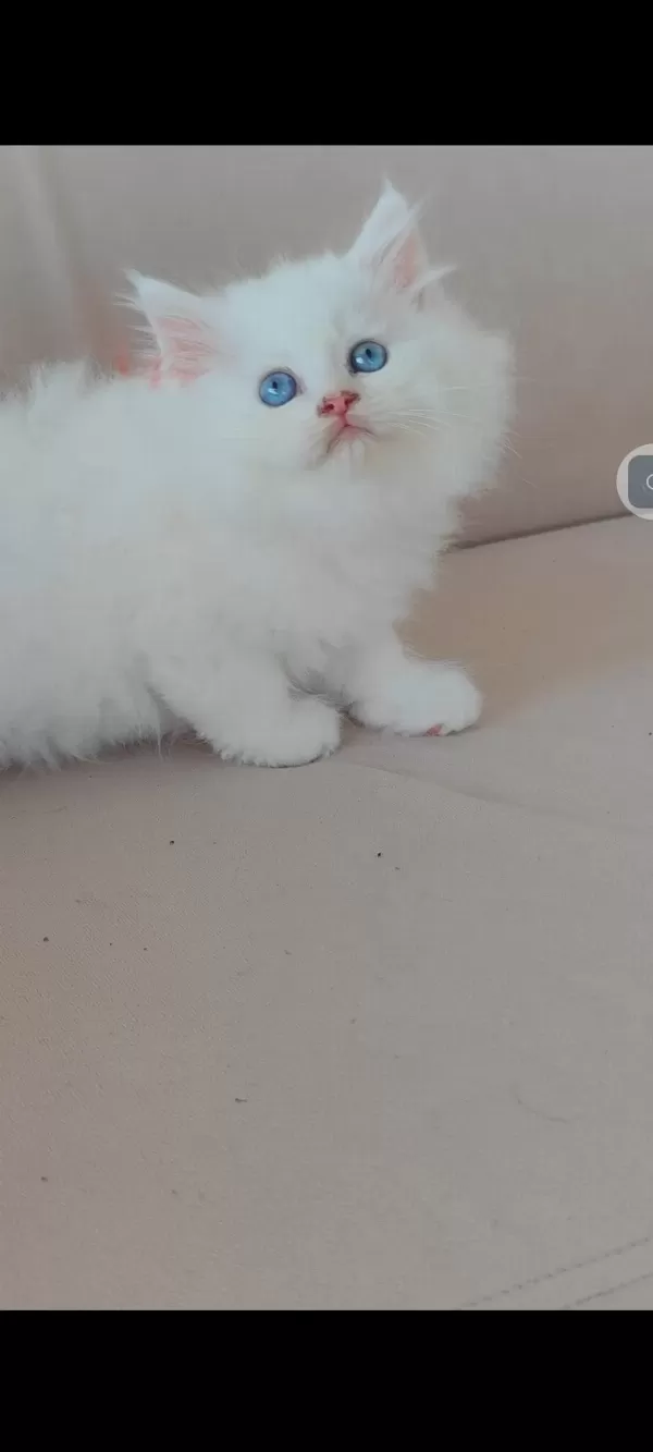British Longhair Kedisi