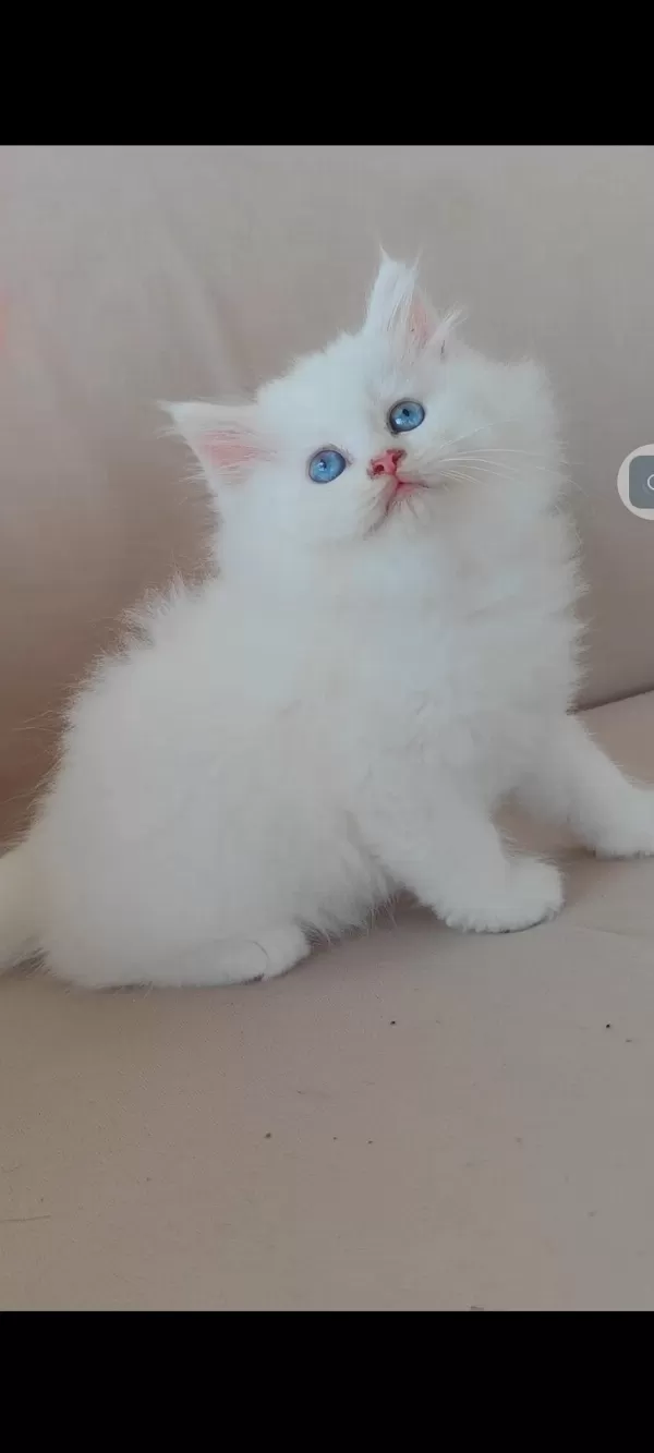 British Longhair Kedisi