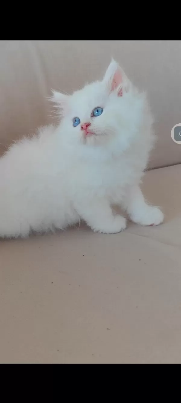 British Longhair Kedisi