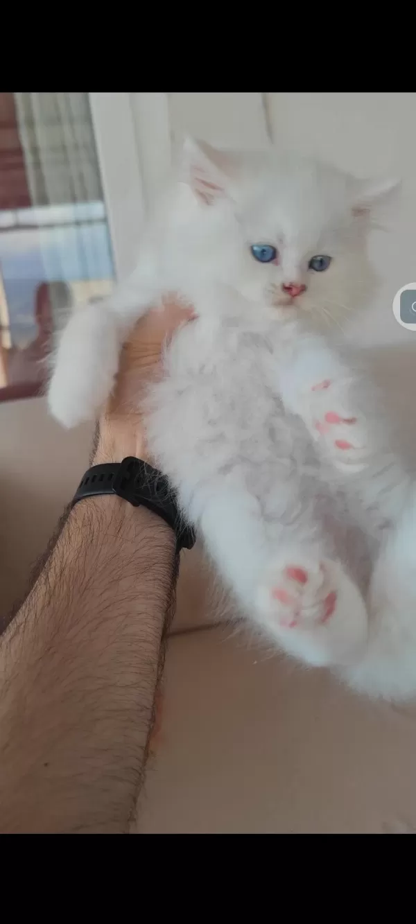 British Longhair Kedisi