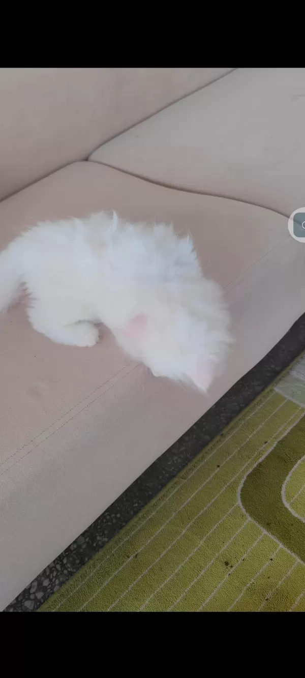 British Longhair Kedisi
