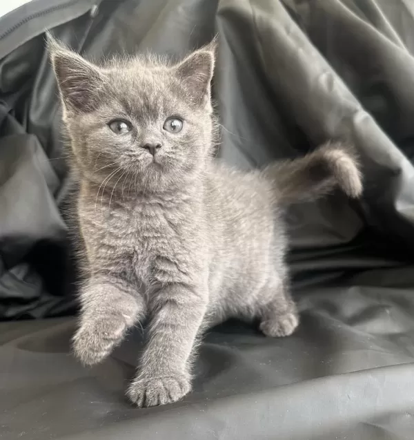 50 Günlük Dişi British Shorthair