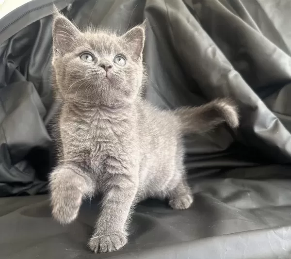 50 Günlük Dişi British Shorthair