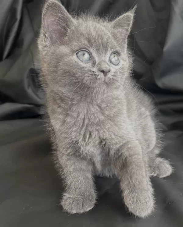 50 Günlük Dişi British Shorthair