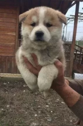 İrk Ve Sağlık Garantili Japon Akita Yavrular