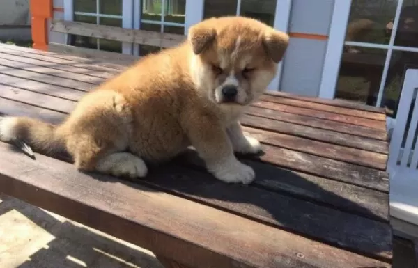 İrk Ve Sağlık Garantili Japon Akita Yavrular