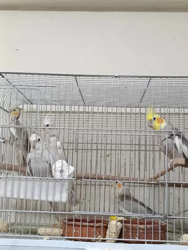 Çift Sultan Papağanı 3 Yavrusu Var