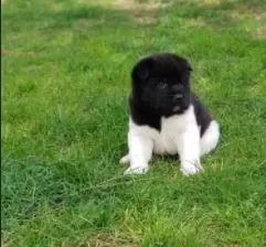 İrk Ve Sağlık Garantili Amerikan Akita Yavrular