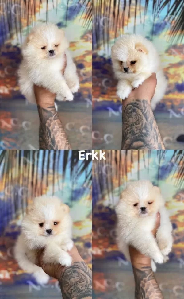 Minik Pomeranian Ayıcıklar 81 İle Güvenli Teslimat