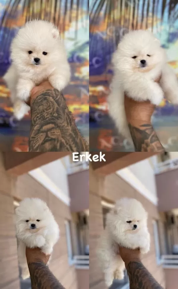 Minik Pomeranian Ayıcıklar 81 İle Güvenli Teslimat