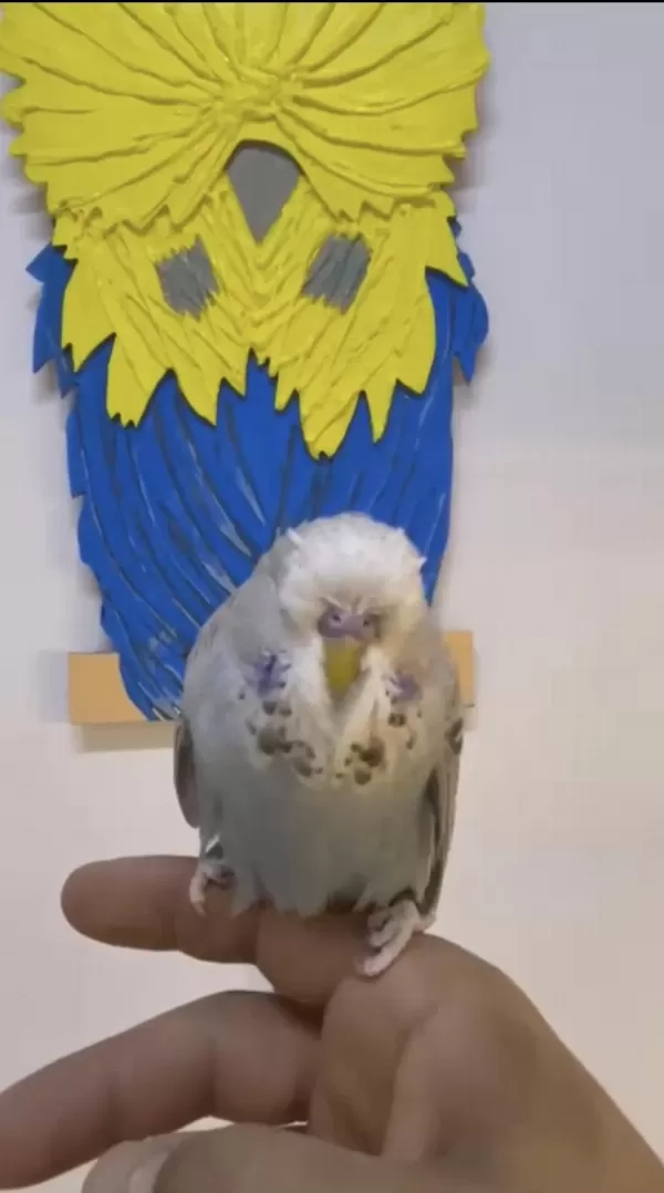 Erkek Show Jumbo Bebek Yavru Kaliteli Vasifli Muhabbet