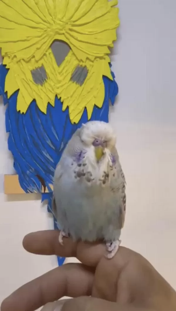 Erkek Show Jumbo Bebek Yavru Kaliteli Vasifli Muhabbet