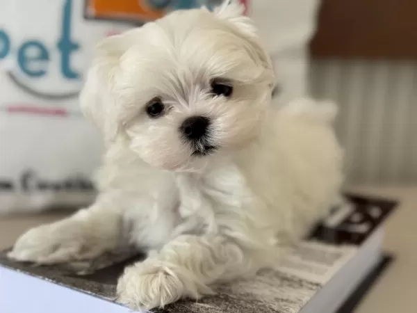 Petmode Köpek Çiftliğinden Kore Kan Maltese