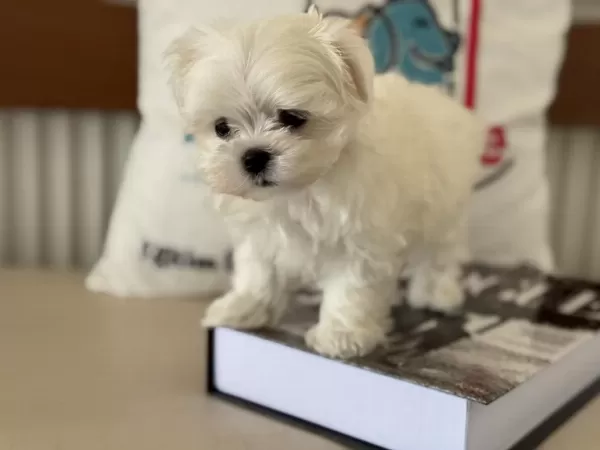 Petmode Köpek Çiftliğinden Kore Kan Maltese