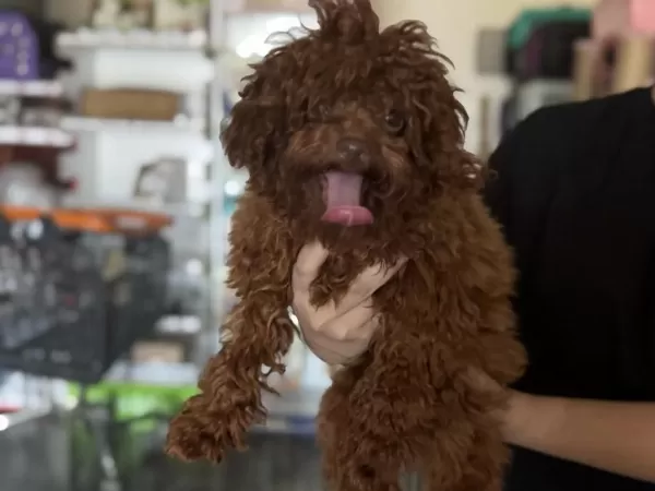 7 Aylık Tea Cup Dişi Kore Poodle Wc Eğitimli