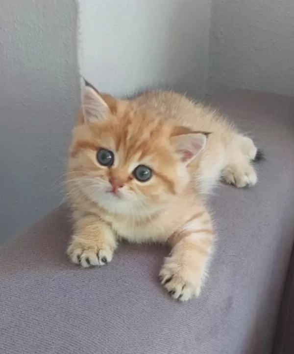 Safkan British Shorthair
