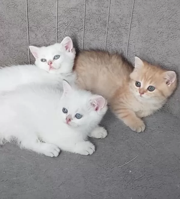 Safkan British Shorthair