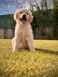 2 Aylık Şımarık Golden Retriever Yavrularım
