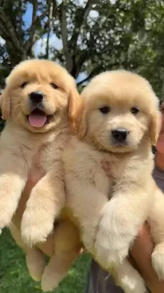 2 Aylık Şımarık Golden Retriever Yavrularım