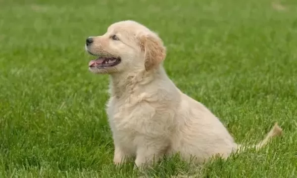 2 Aylık Şımarık Golden Retriever Yavrularım