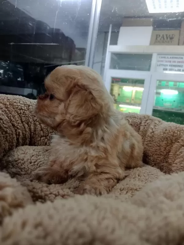 Dişi Ve Erkek Maltipoo Yavrularımız