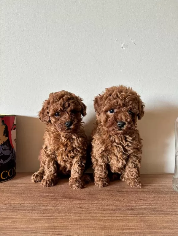 Evde Doğdular Aileden Uyguna Sahiplendirilecek Poodle