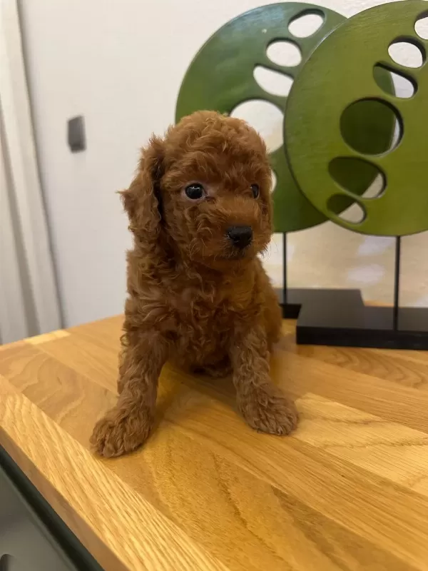 Sakarya’da Sevimli Toy Poodle Yavruları